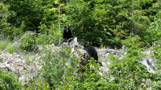 Vancouver Island - Hallo Lente, beer en beer zijn er weer