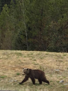 Canada - Young bear in Jasper