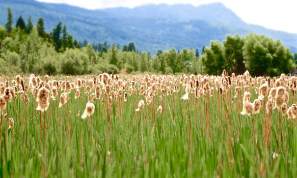 Canada - Field of dreams