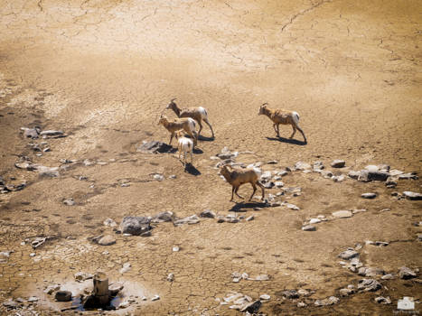 Jasper National Park - searching for water in Jasper nat. Park