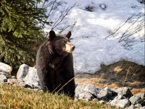 Jasper National Park - uitkijkpost
