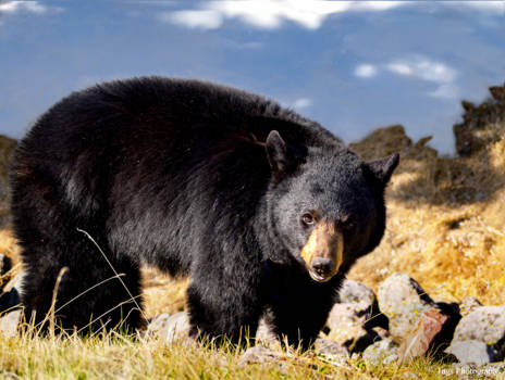 Jasper National Park - ontmoeting