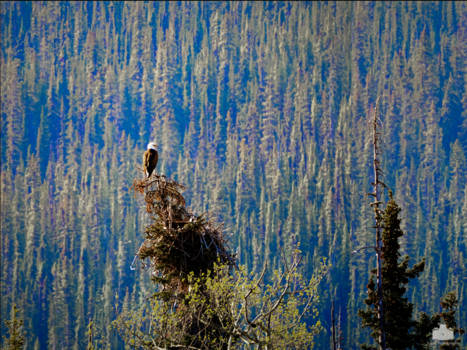 Jasper National Park - papa Arend bewaakt