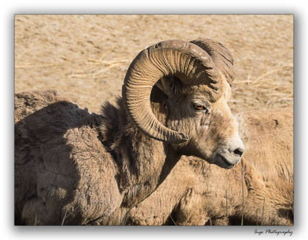 Jasper National Park - Dikhoorn Alfa mannetje