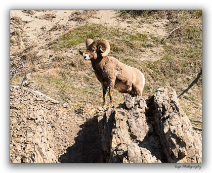 Jasper National Park - haremoverzicht