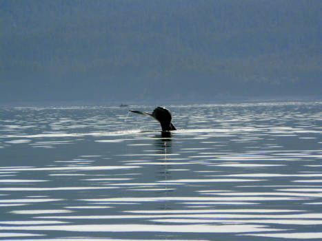 Vancouver Island - Het einde is ook mooi