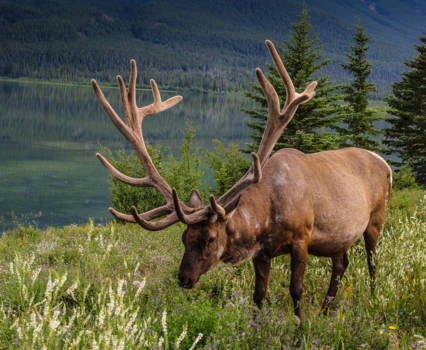 Jasper National Park - Jasper Deer