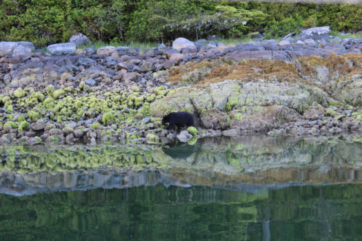 Canada - Bearwatch