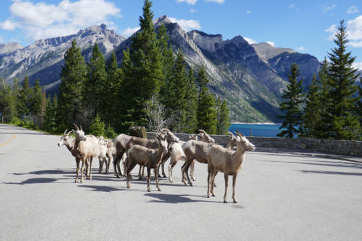 Canada - Berggeiten poseren voor Lake Minnewanka