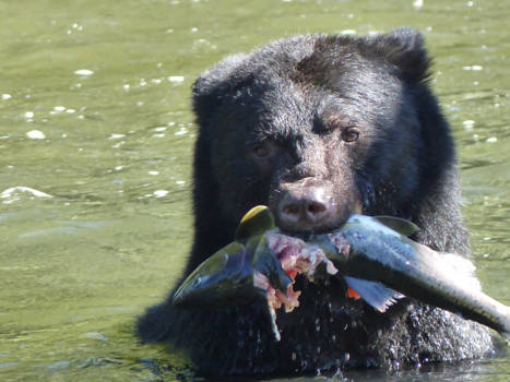 Vancouver - Beregoed