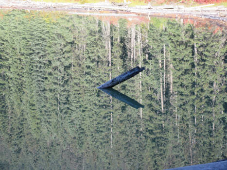 Canada - Stuk hout in Duffy Lake in Canada