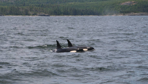 Vancouver - Orka's bij Vancouver eiland