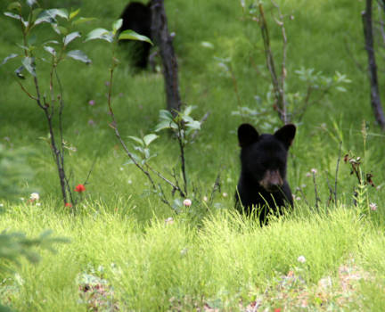 Canada - Baby beertje Eisfields parkway, Alberta