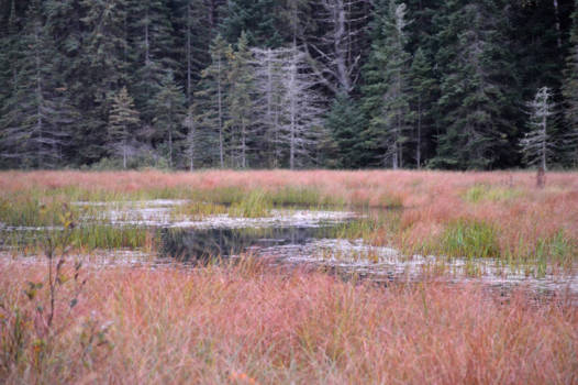 Algonquin provincial park - Kleurenspektakel