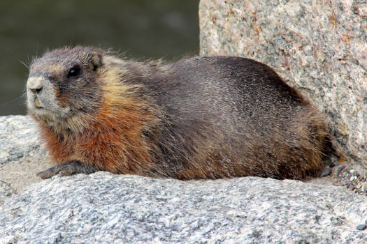 Jasper National Park - Juffrouw wilt u mijn marmotje zien ? Jasper, Canada