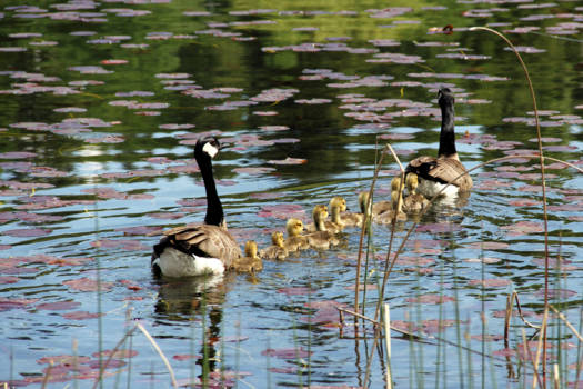 Banff National Park - happy family, Canada pond scene