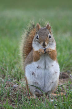 Banff National Park - voorjaarsverschijnselen zo misselijk