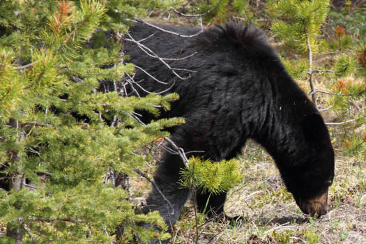 Canada - Yoho, beren op de weg vinden