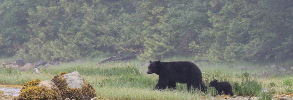 Jasper National Park - Mamma beer en baby beer