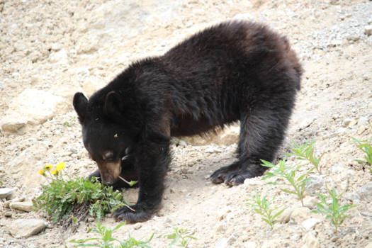 Jasper National Park - Puberbeer op de weg naar Maligne Lake