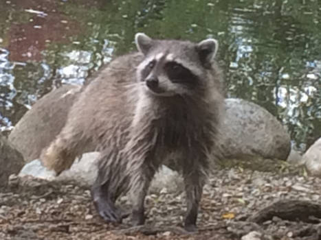 Vancouver - Racoon in Stanley Park