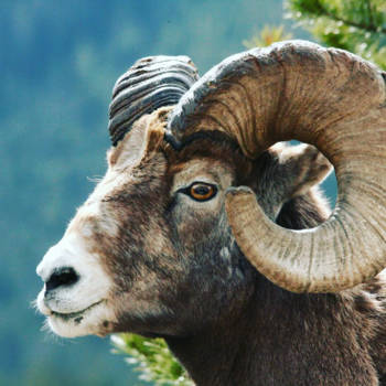 Canada - On the rocks