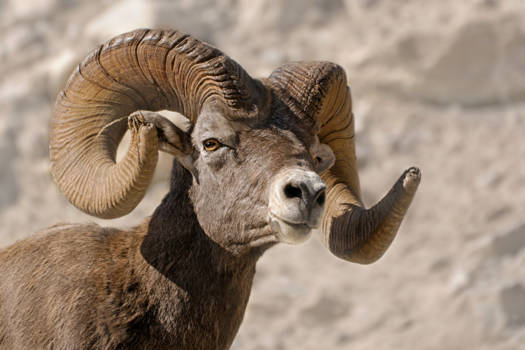 Canada - Mannelijk dikhoornschaap in de Canadese Rocky Mountains