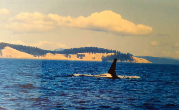 Vancouver Island - Ja, we zien 'm!