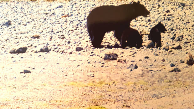 Vancouver Island - De beer is los ....