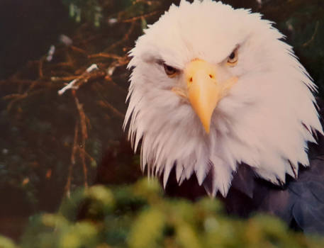Vancouver Island - Machtige adelaarskop