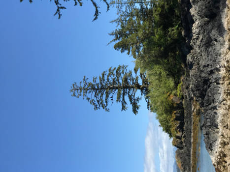 Tofino - Beach tree