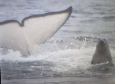Tofino - Walvissen spotten
