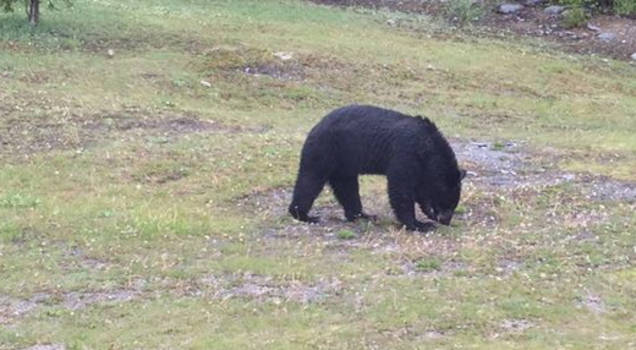 Tofino - Gewoon langs de weg