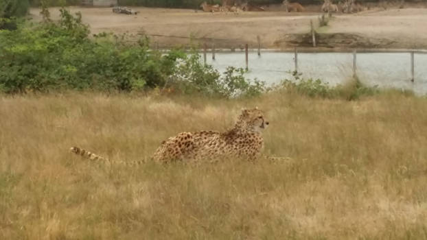 Niagara Falls - Beauty