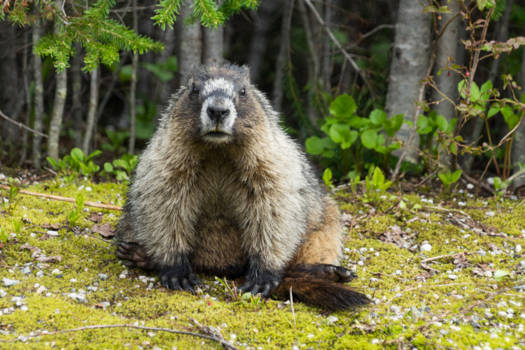 Wells Gray provincial park - Model of the day