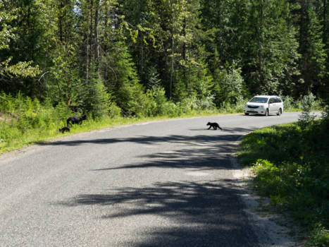 Wells Gray provincial park - 'I thought I saw a pussy cat.' Onee, het zijn babyberen!