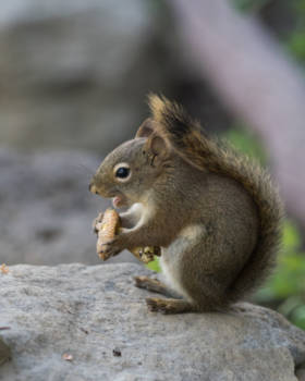 Wells Gray provincial park - Squirrel