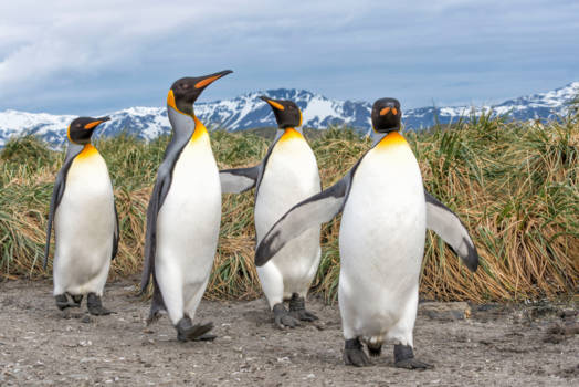 Nova Scotia - The boys are back in town