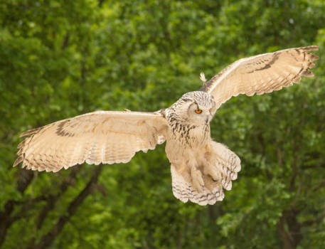 Vancouver - Dinner is almost ready!
