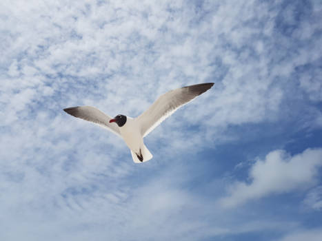 Clearwater - Clearwater Beach...friendly birds!