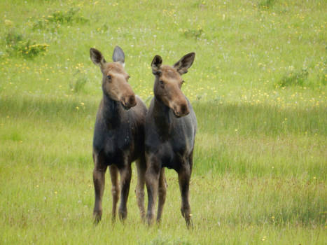 Canada - Moose-Eland, Waterton Park, Alberta Canada
