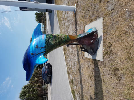 Clearwater - Dolphin