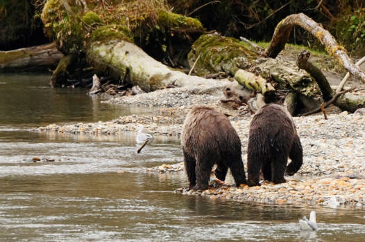 Canada - Brother bear