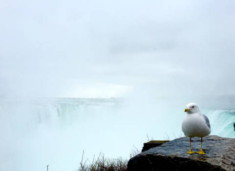 Niagara Falls - A bird with a word