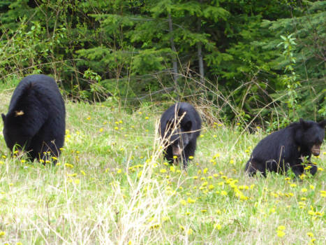 Canada - Ik zag 2 beren, oh nee 3