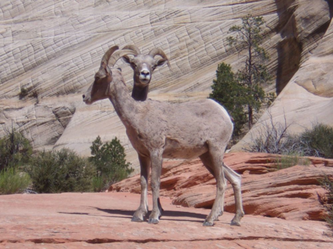 Verenigde Staten - 2 hoofden, 4 poten?