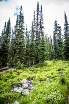 Jasper National Park - Alpenweide