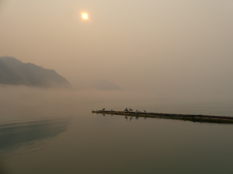 Vancouver Island - Knight Inlet - op grizzlie excursie - en gevonden :)