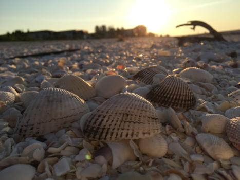 Verenigde Staten - Sunrise on Sanibel Island