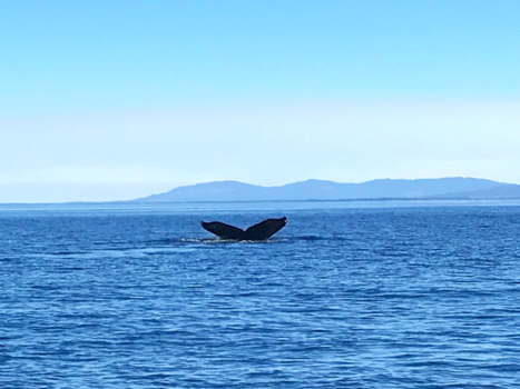 Vancouver Island - A goodbye of a humpback whale
